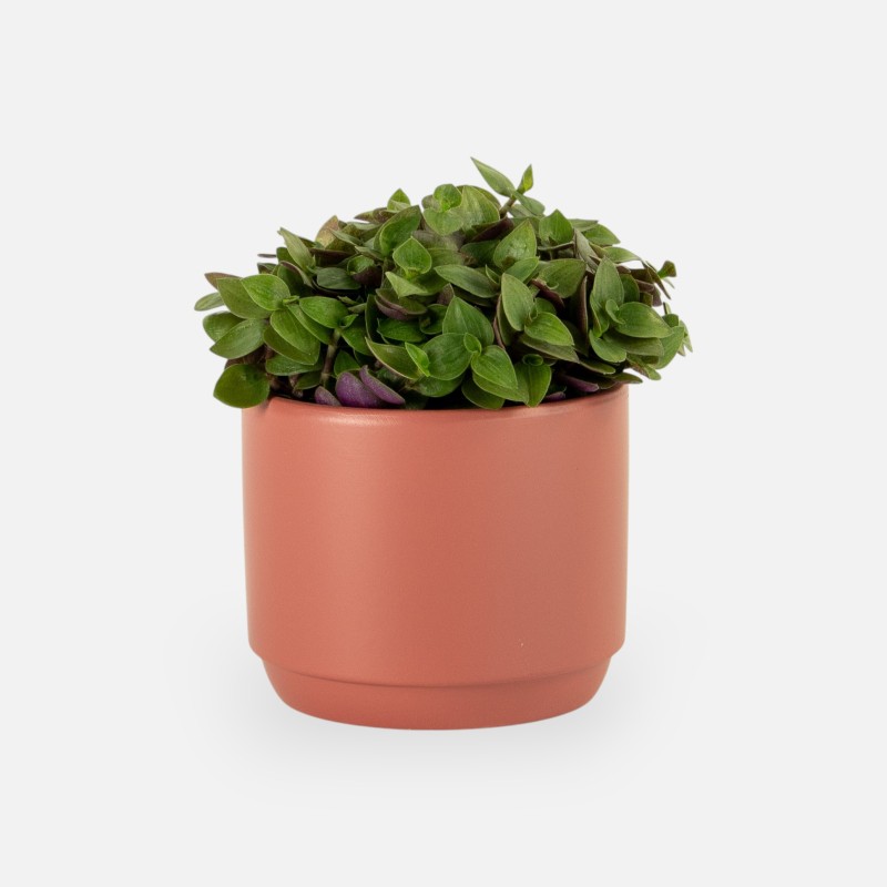 Petit pot de fleurs terracotta